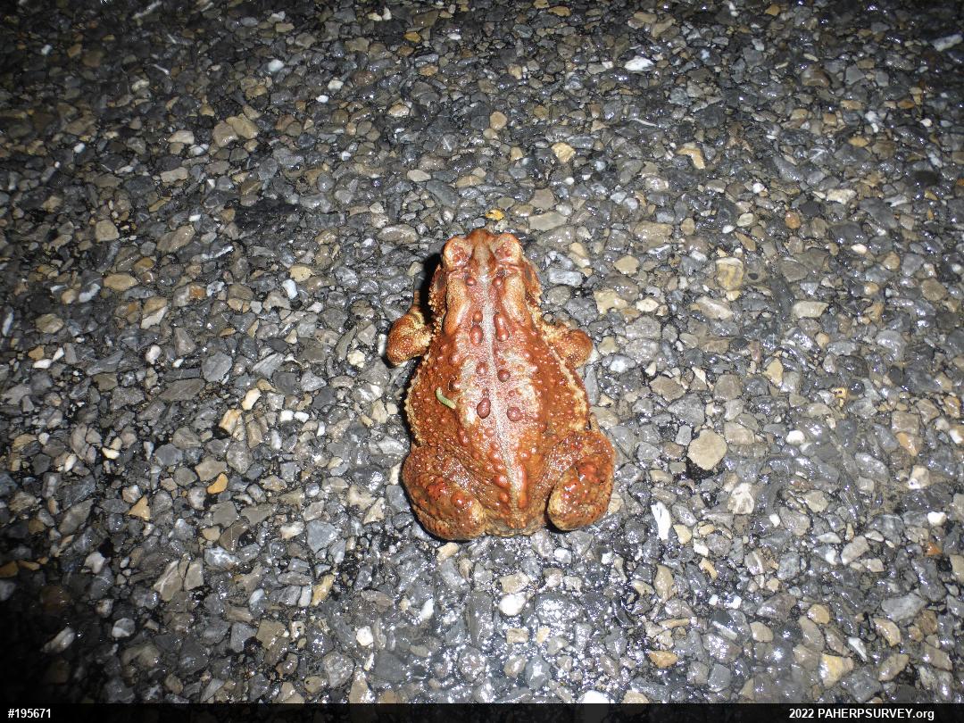 Eastern American Toad