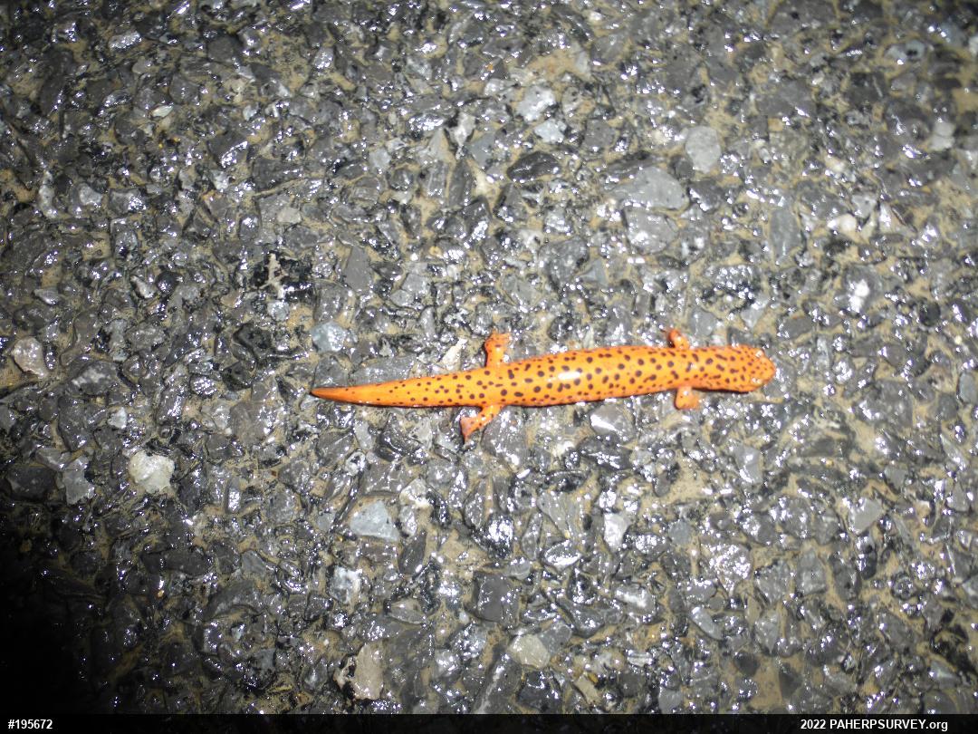 Northern Red Salamander
