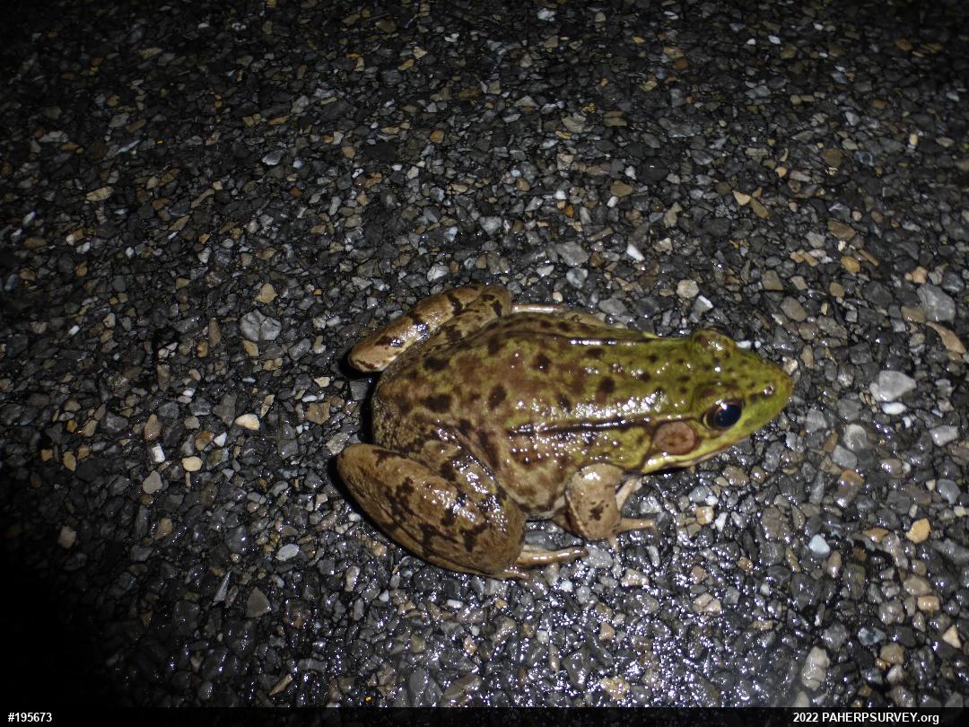 Green Frog