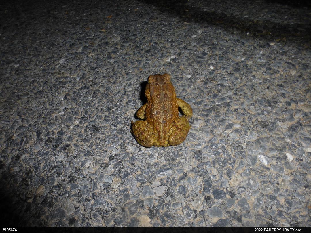 Eastern American Toad