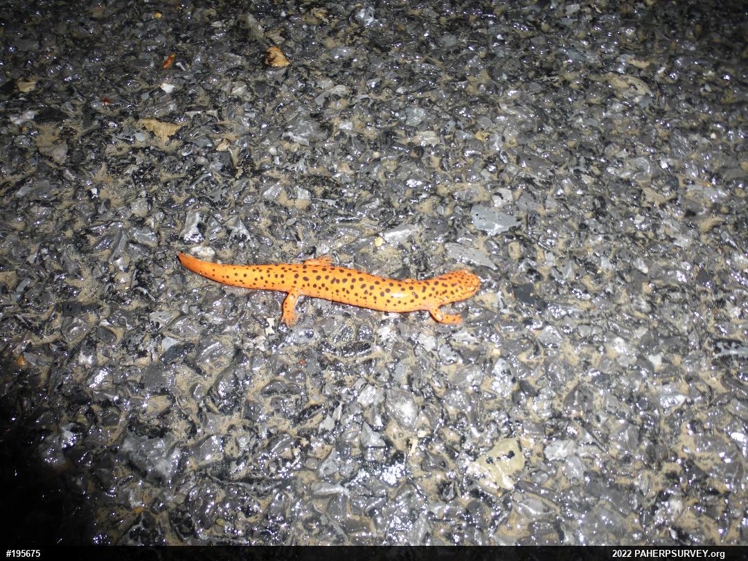 Northern Red Salamander