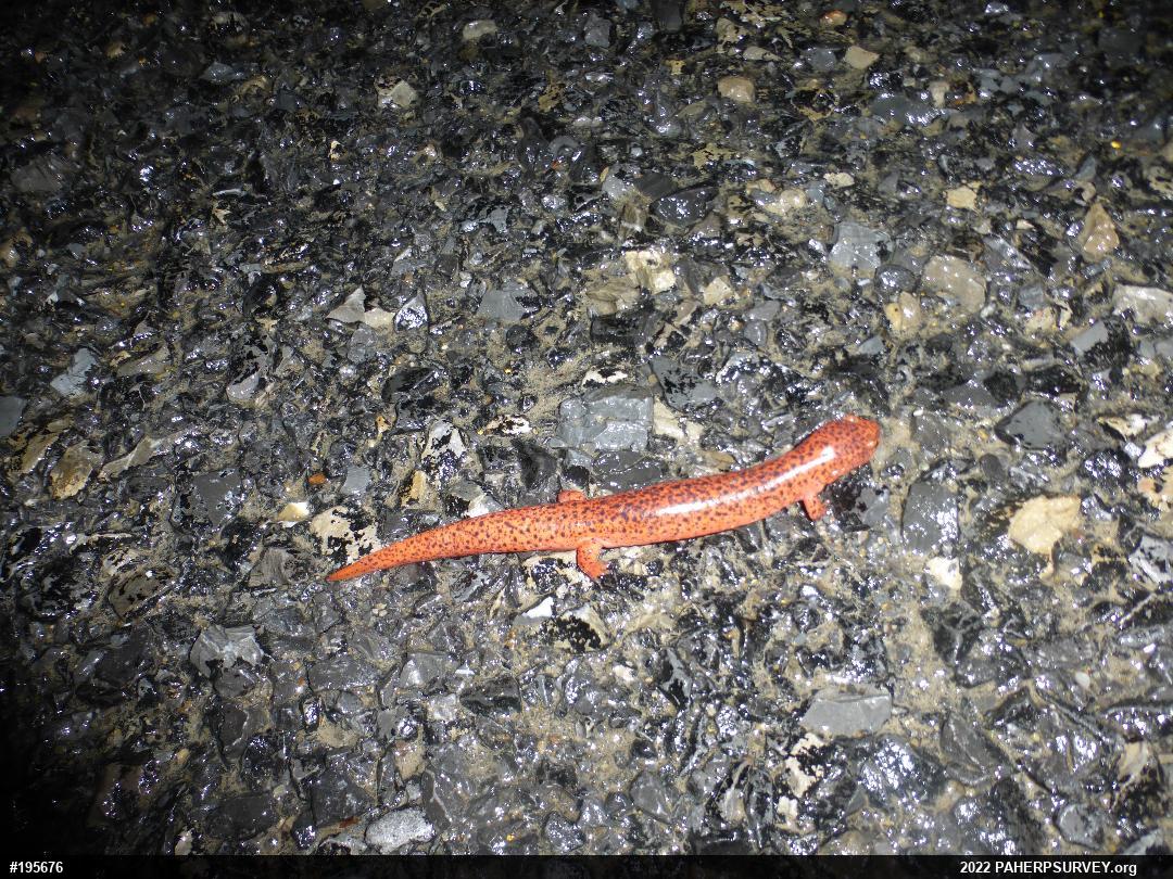 Northern Red Salamander