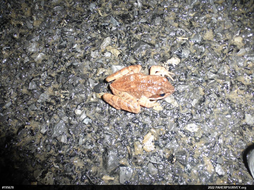 Wood Frog