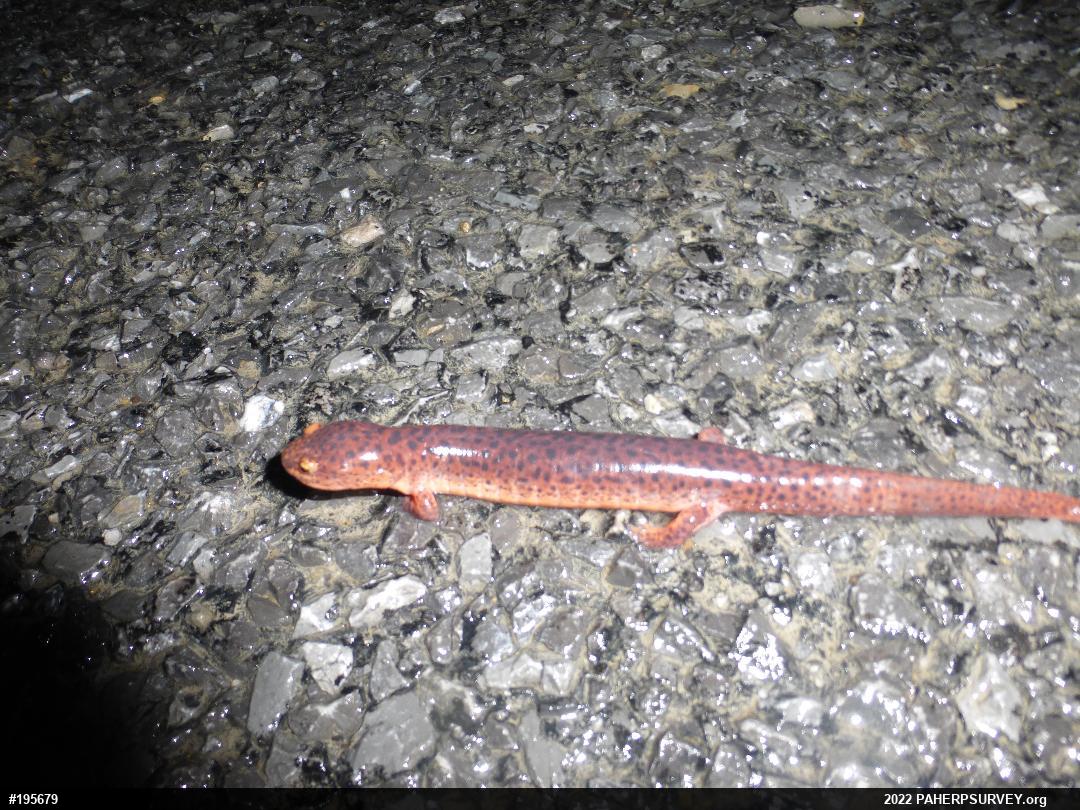 Northern Red Salamander