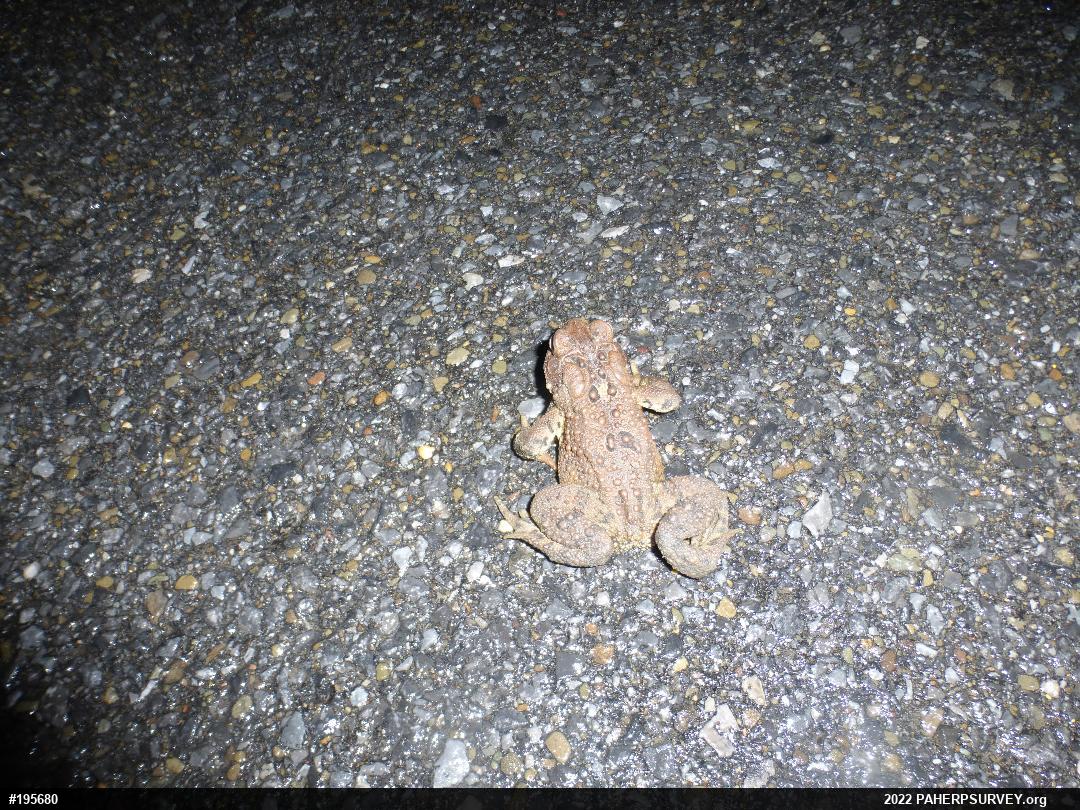 Eastern American Toad