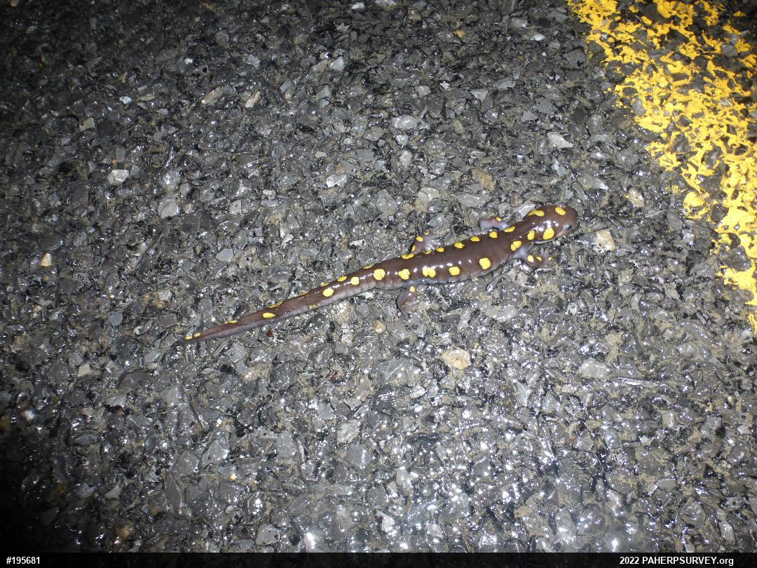 Spotted Salamander