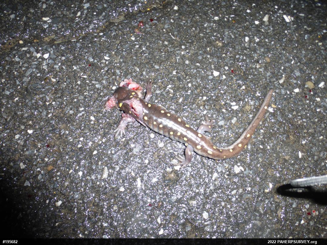 Spotted Salamander