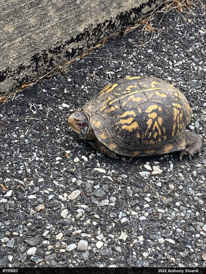 Eastern Box Turtle