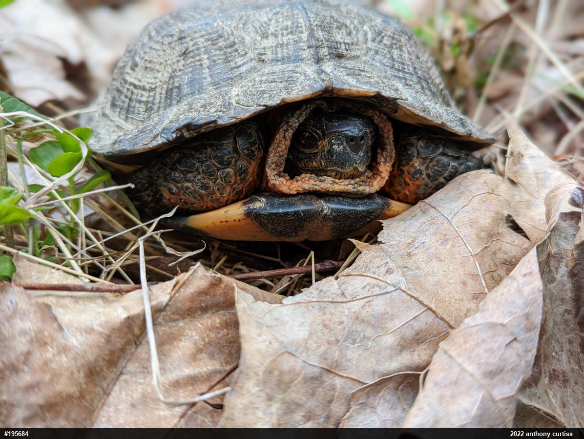 Wood Turtle