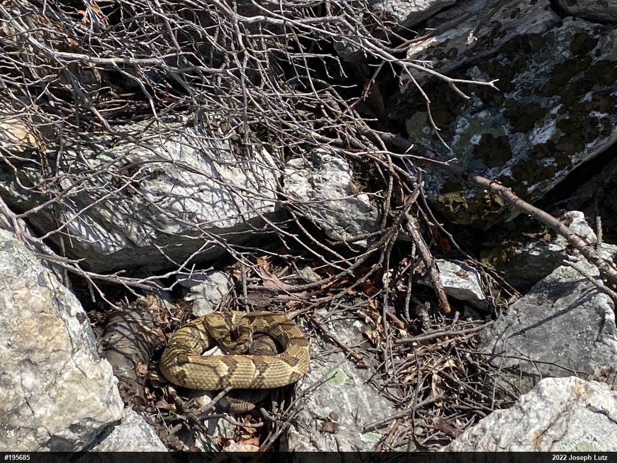 Timber Rattlesnake