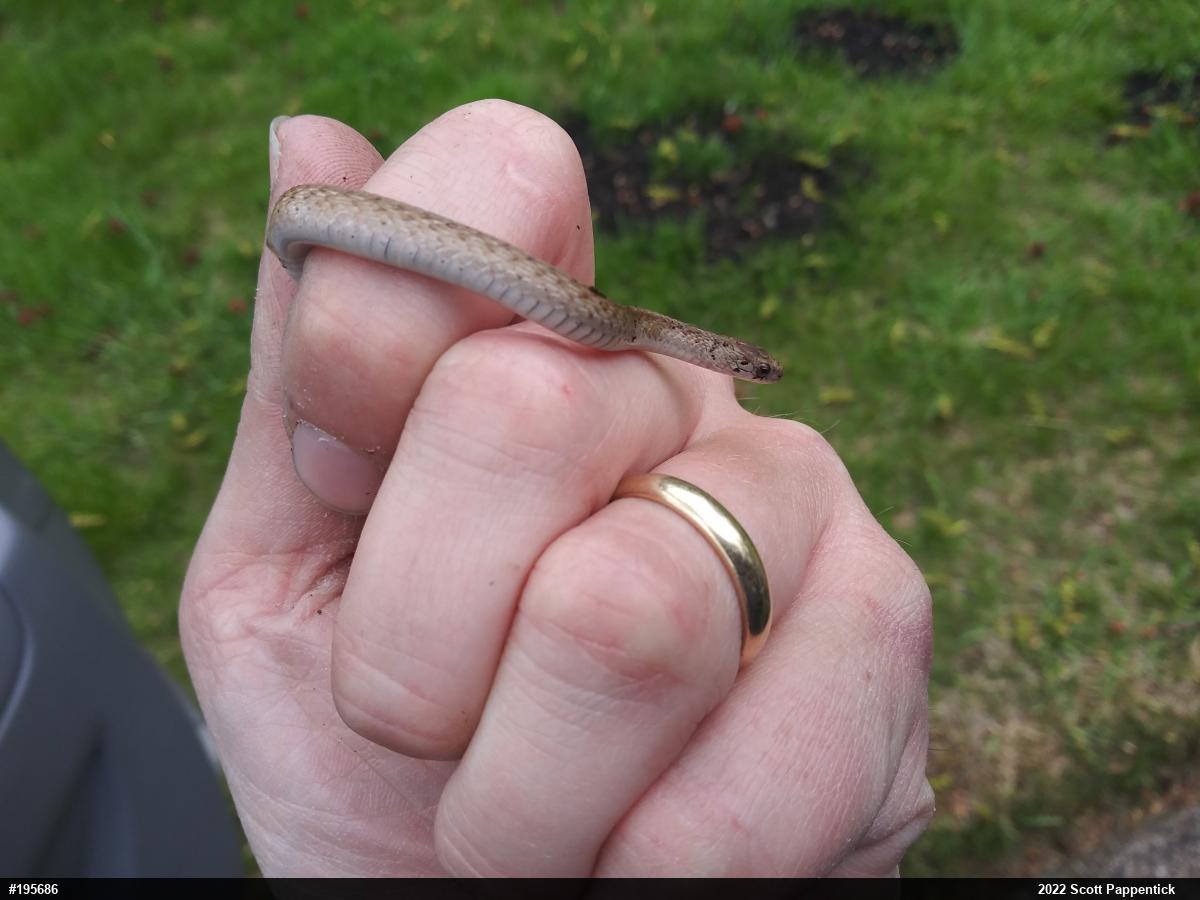 Dekay's Brownsnake