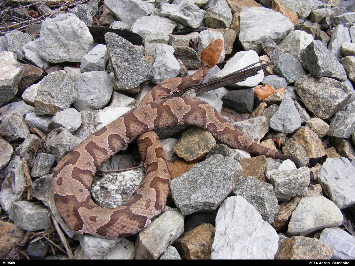 Northern Copperhead