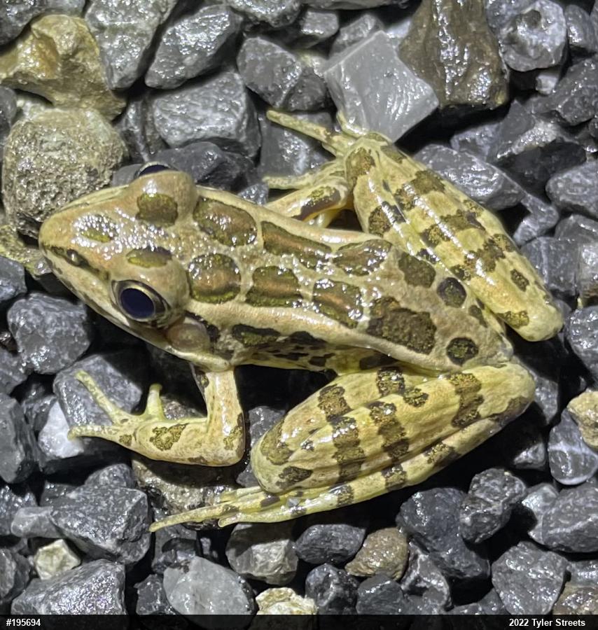 Pickerel Frog