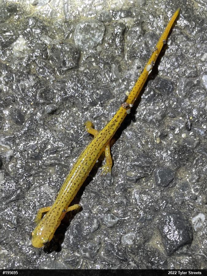 Northern Two-lined Salamander