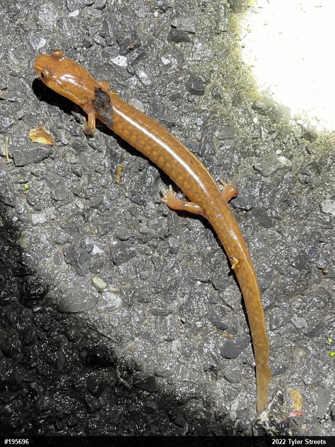 Northern Spring Salamander