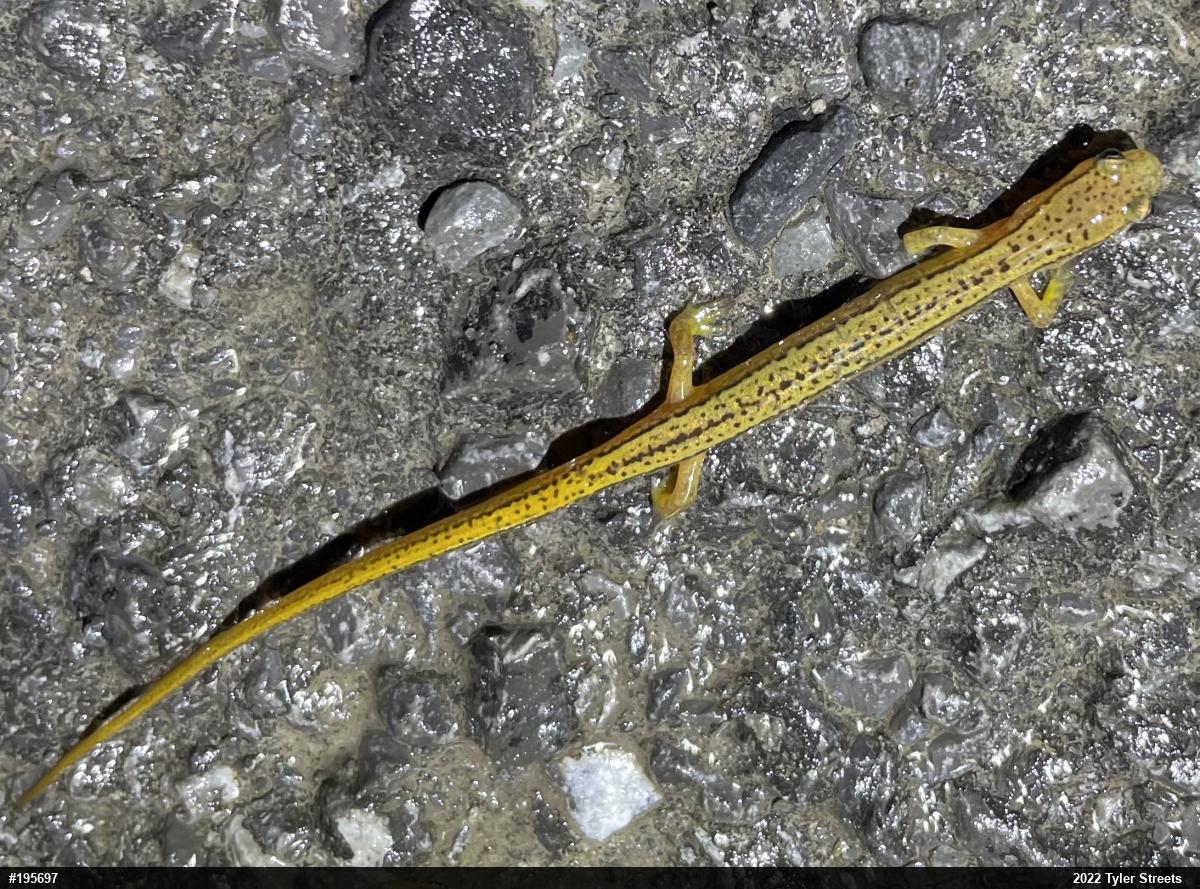 Northern Two-lined Salamander