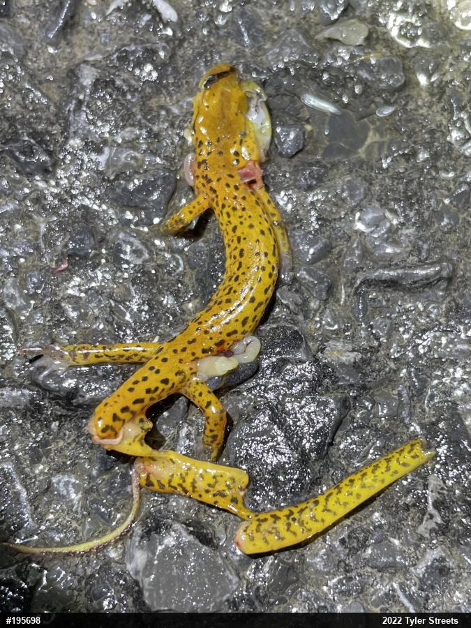 Eastern Long-tailed Salamander