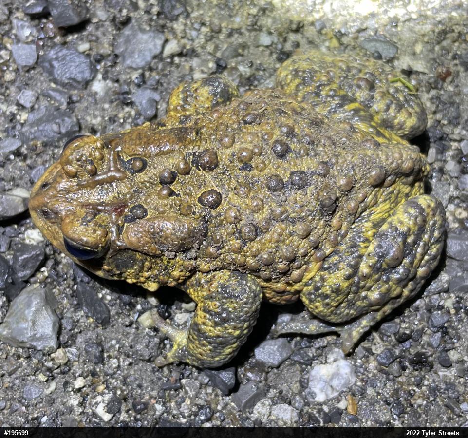 Eastern American Toad