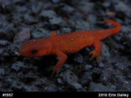 Red-spotted Newt