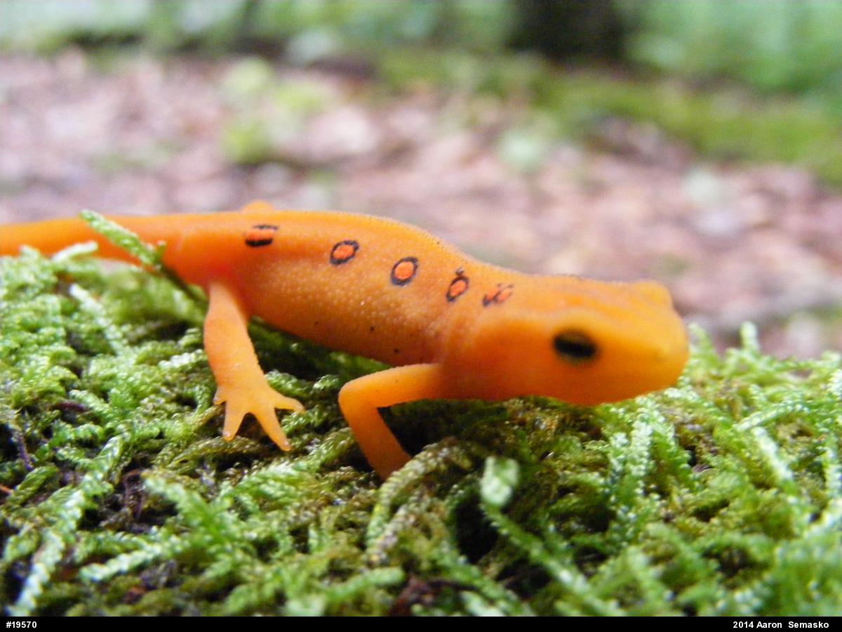Red-spotted Newt