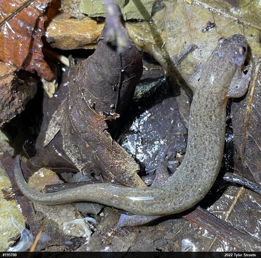 Northern Dusky Salamander