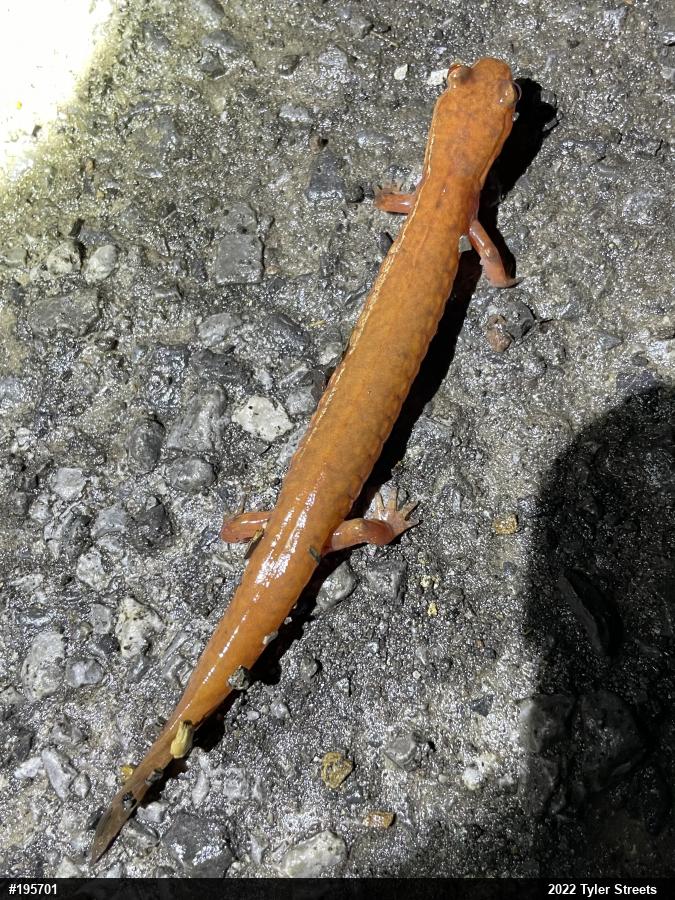 Northern Spring Salamander