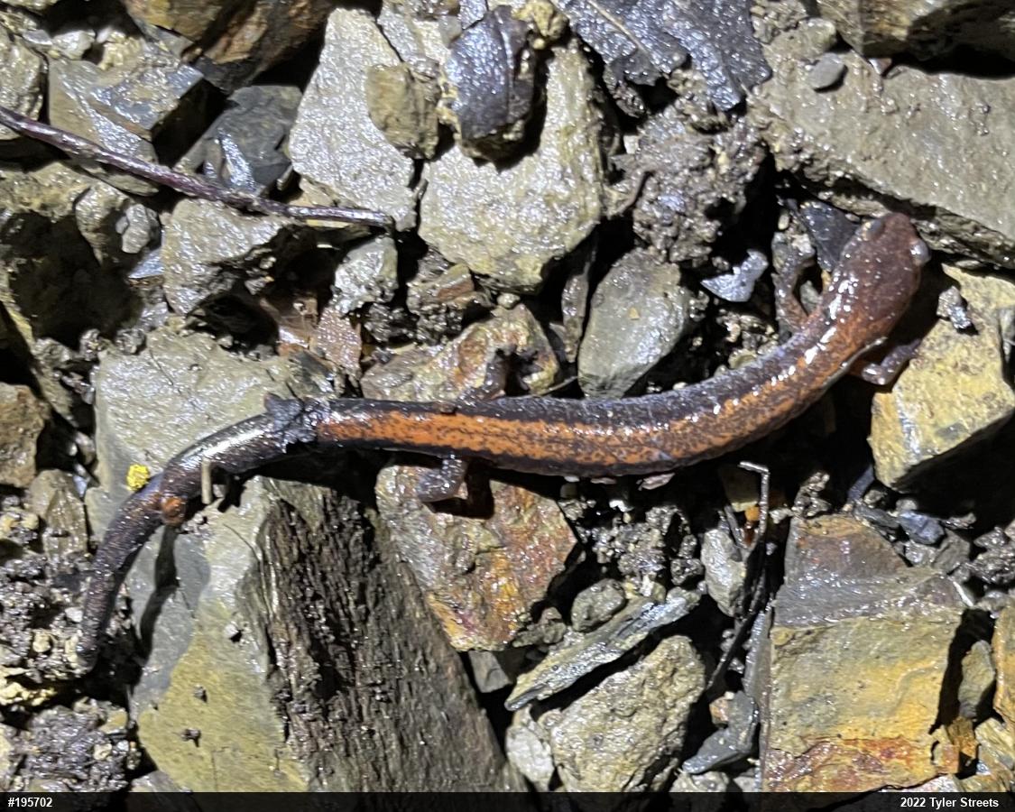 Eastern Red-backed  Salamander