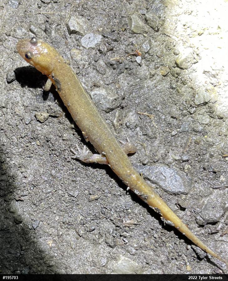 Northern Dusky Salamander