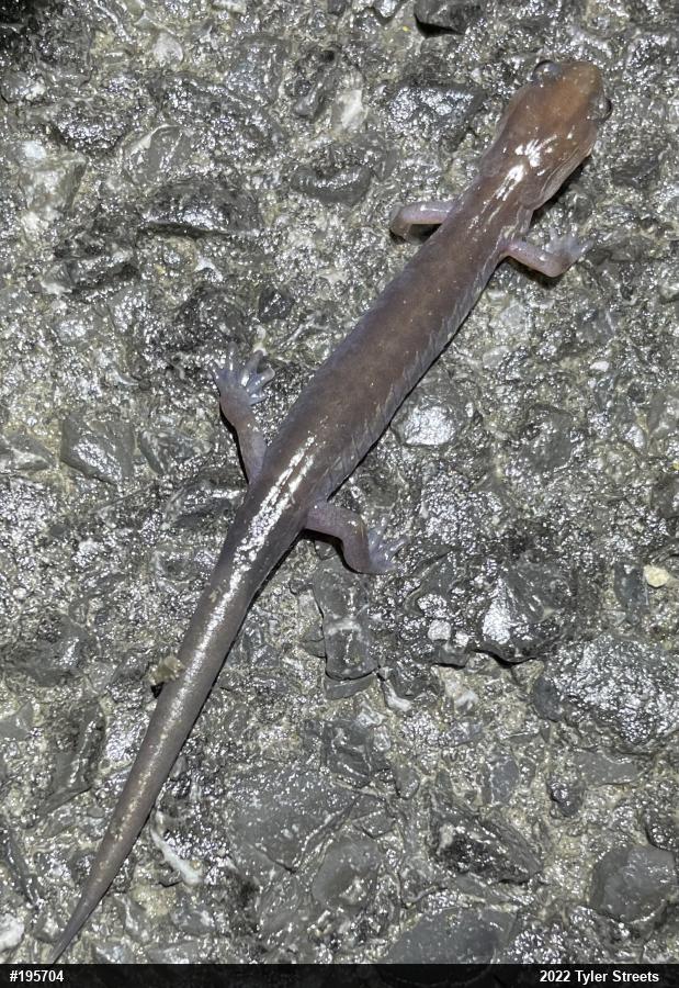 Wehrle's Salamander