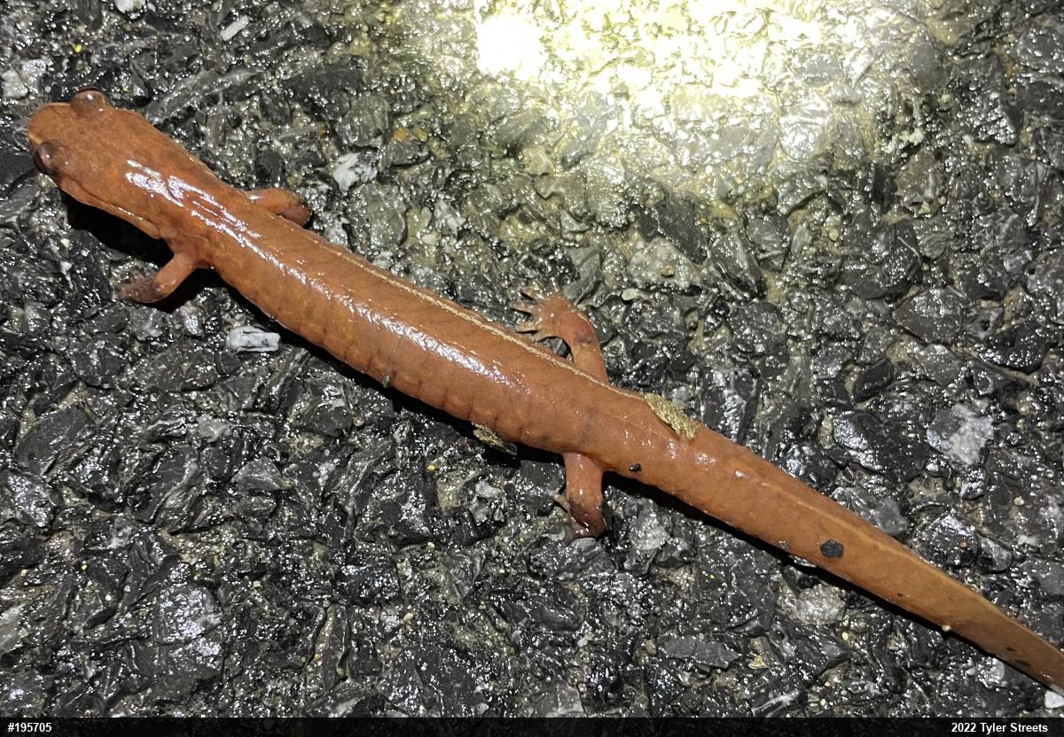 Northern Spring Salamander