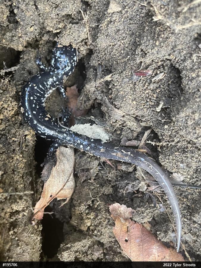 Northern Slimy Salamander