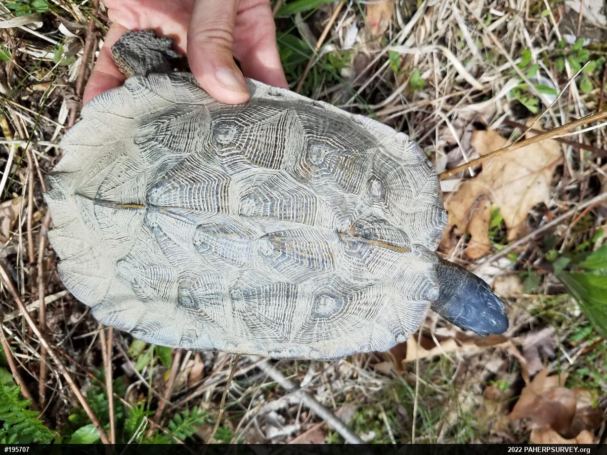 Wood Turtle