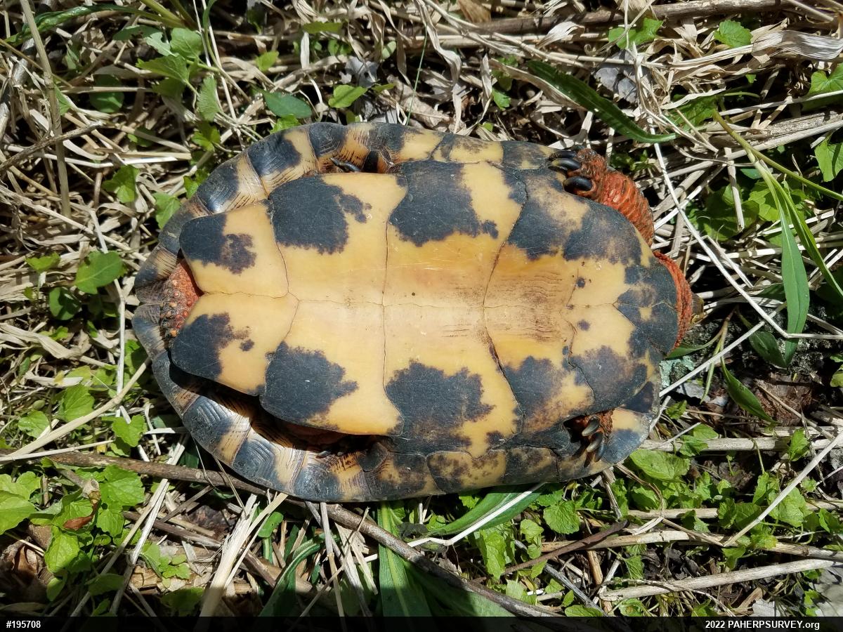 Wood Turtle