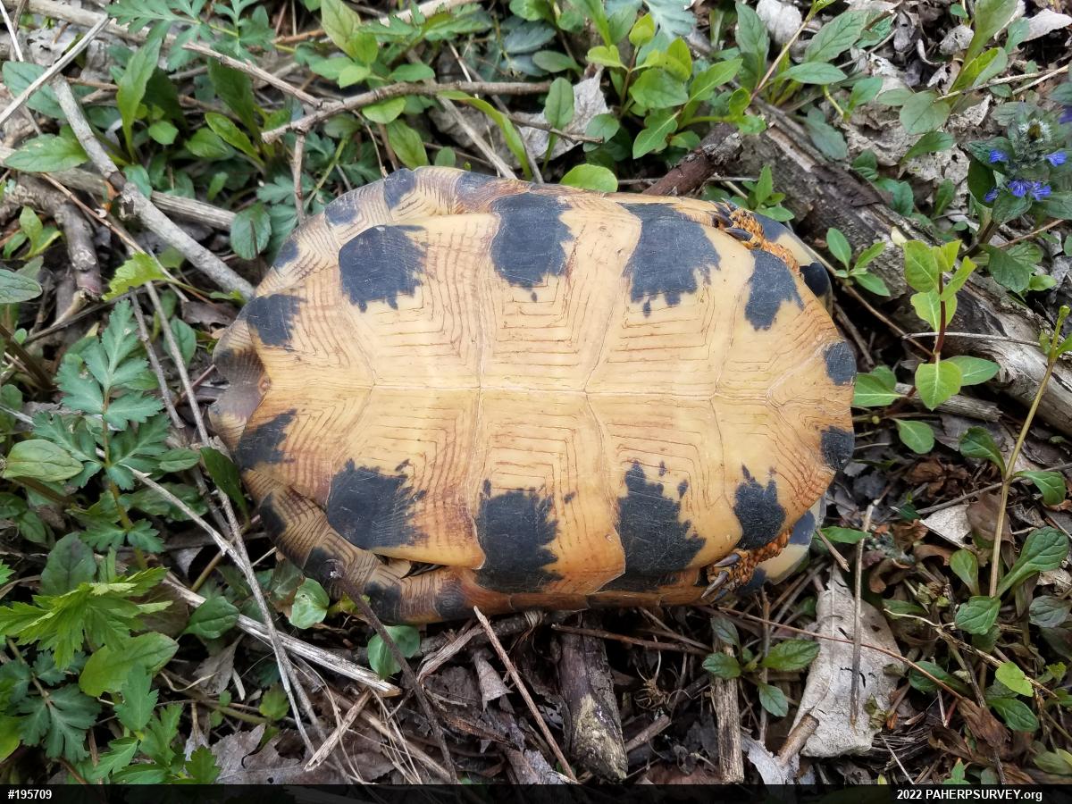 Wood Turtle