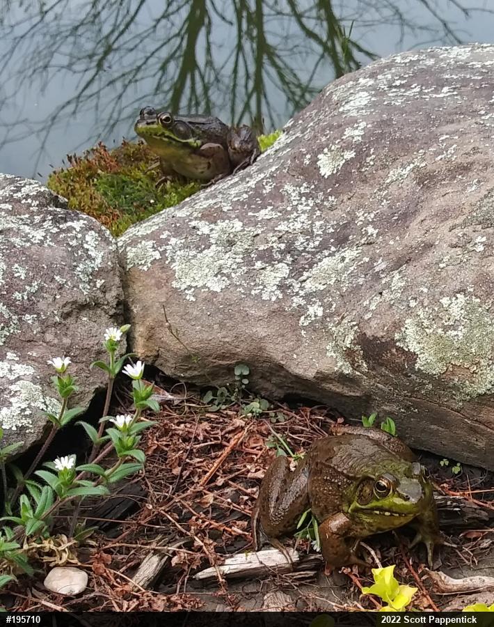 Green Frog