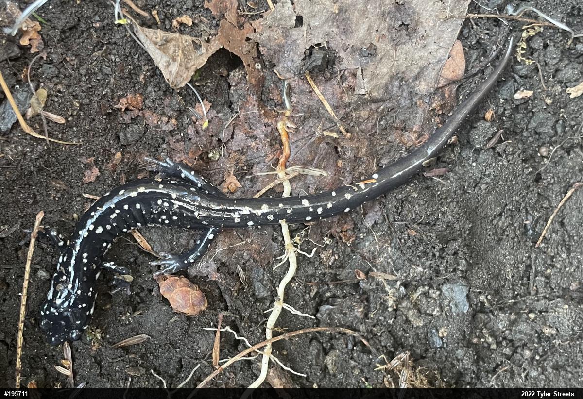 Northern Slimy Salamander