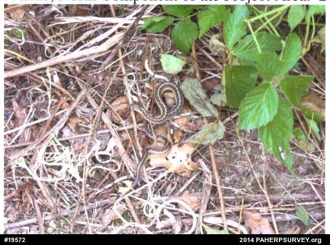 Eastern Gartersnake