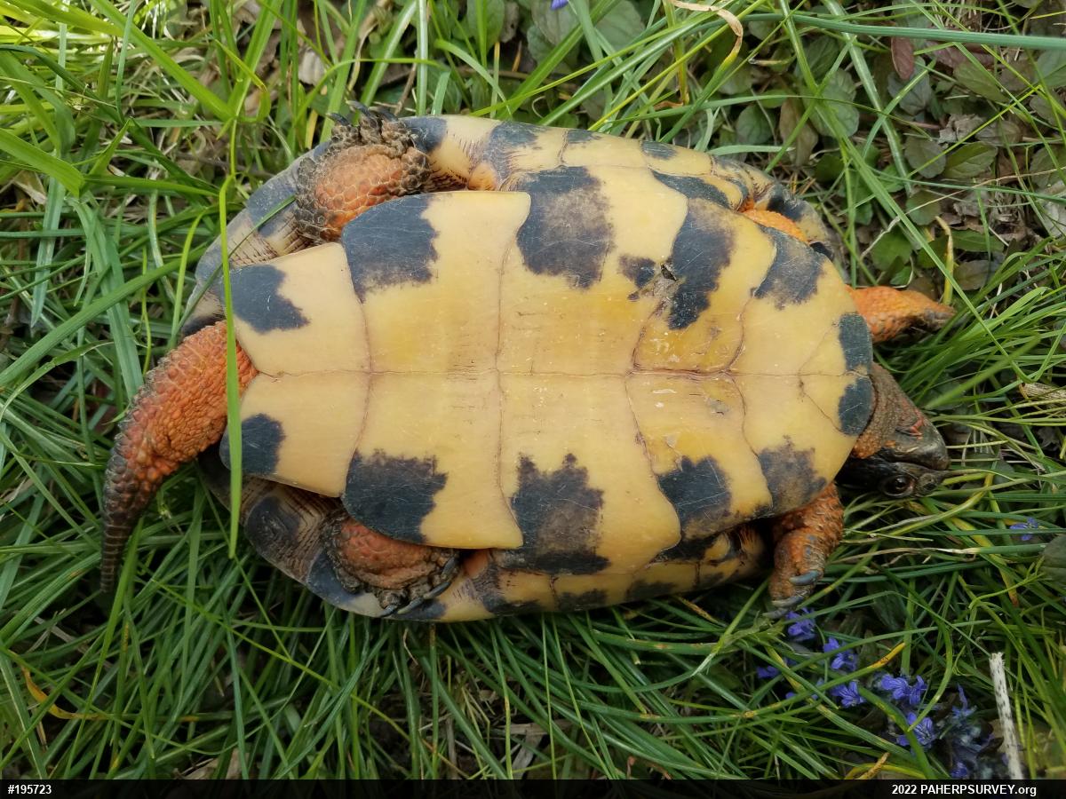Wood Turtle