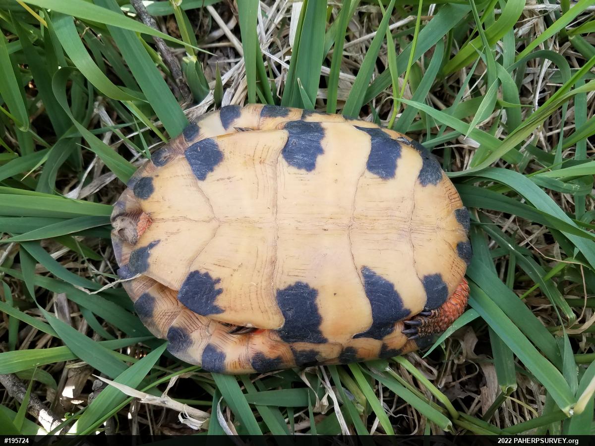 Wood Turtle