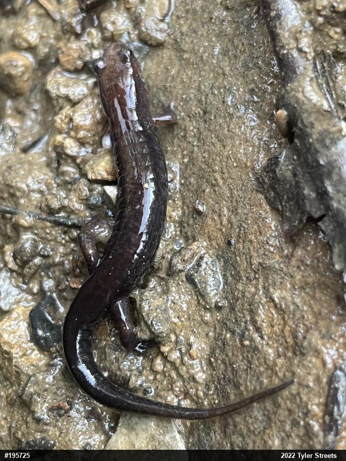 Allegheny Mountain Dusky Salamander