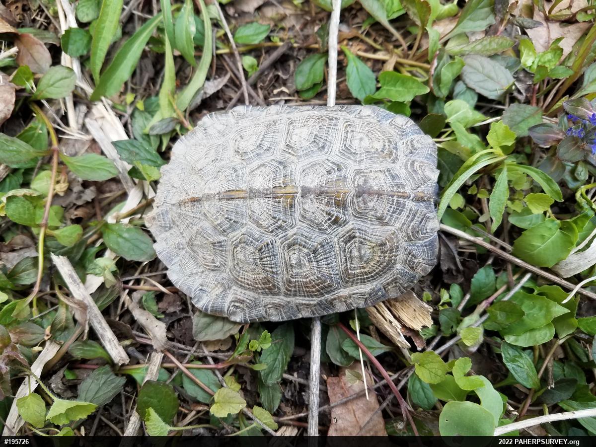 Wood Turtle