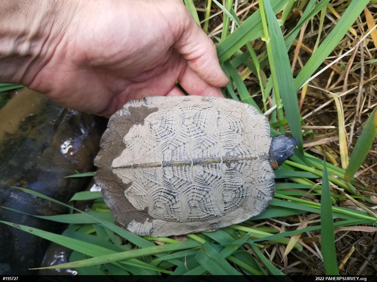 Wood Turtle