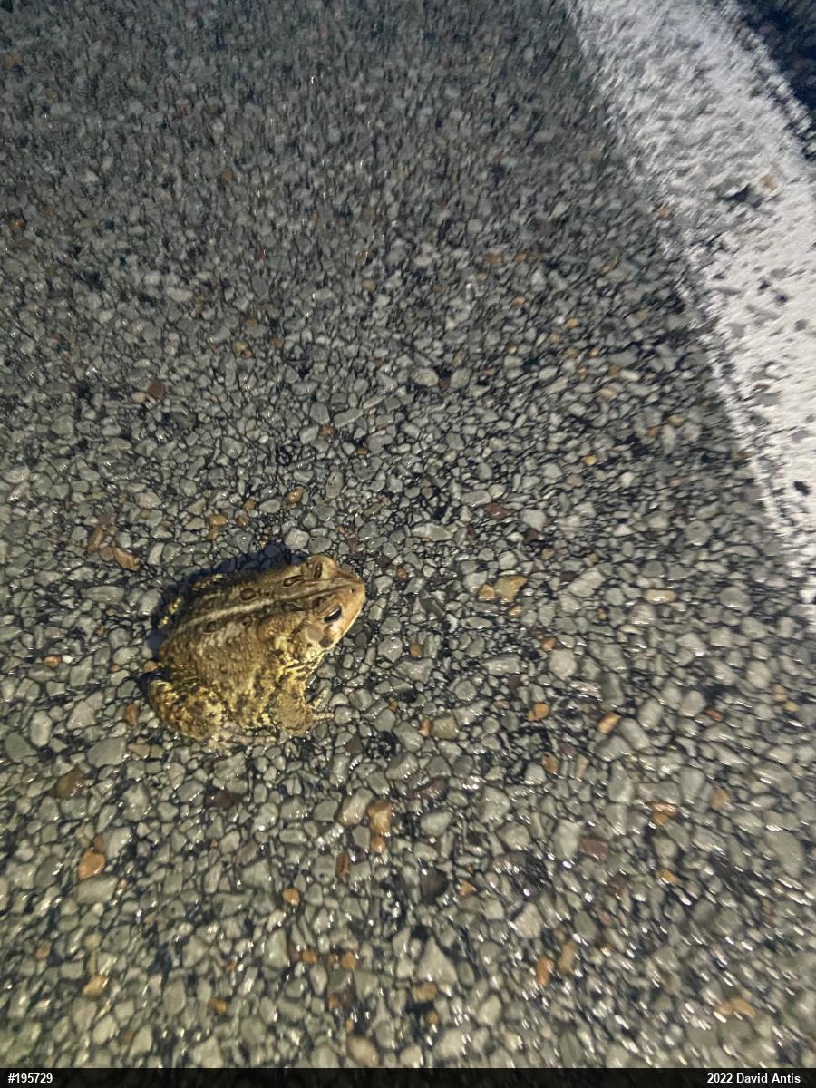 Eastern American Toad