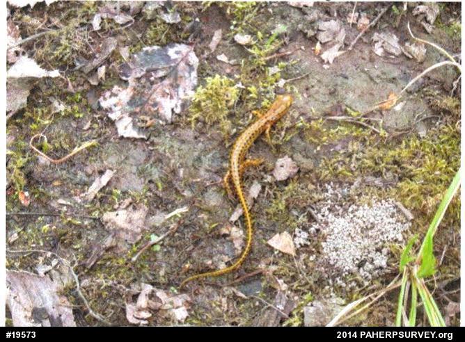 Eastern Long-tailed Salamander