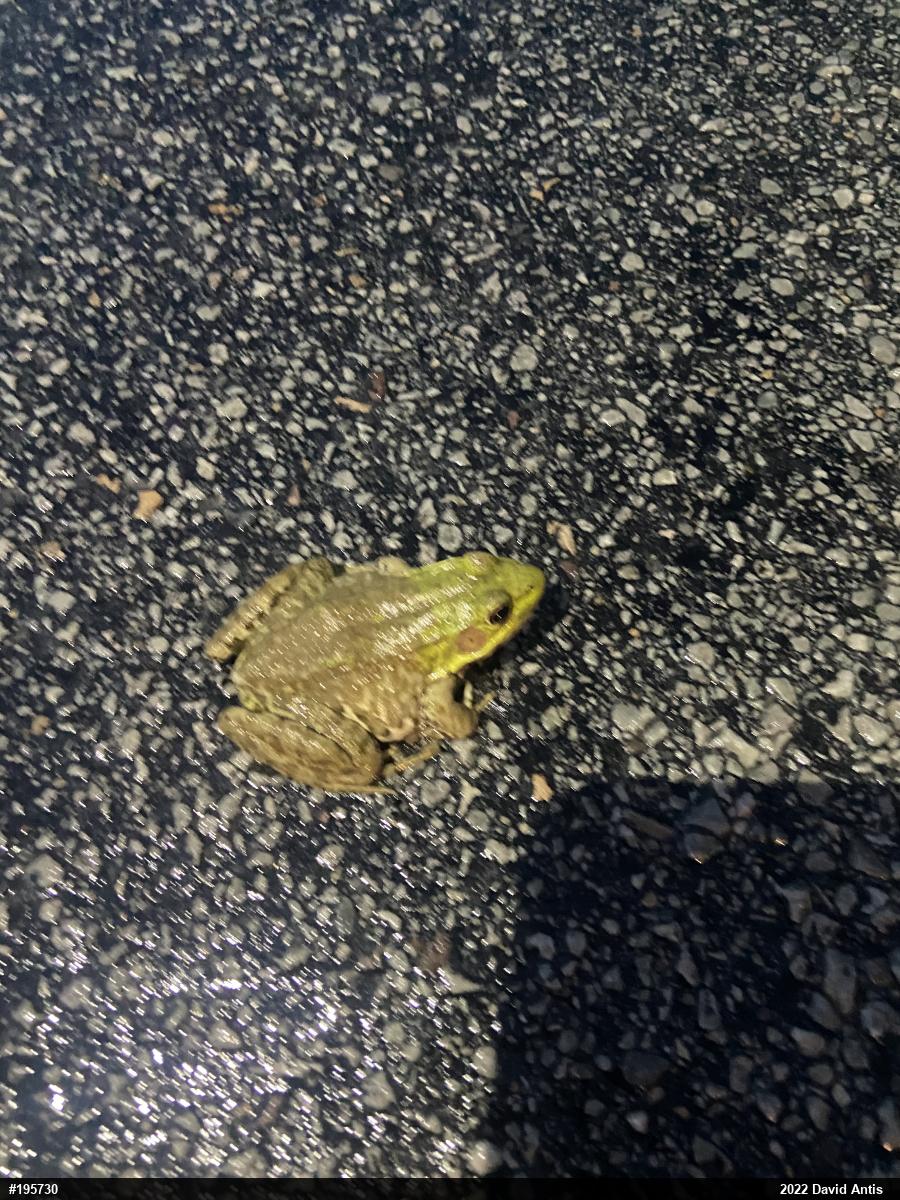 Green Frog