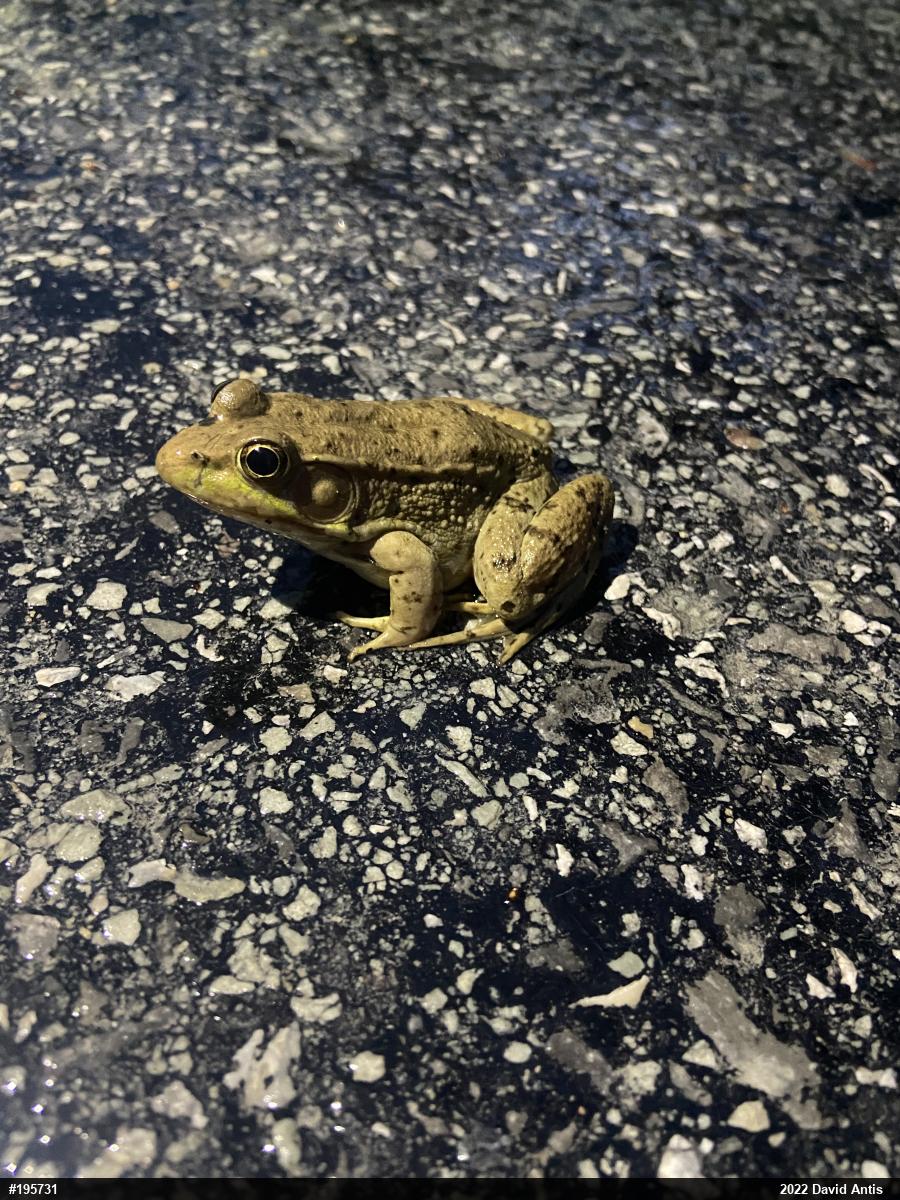 Green Frog