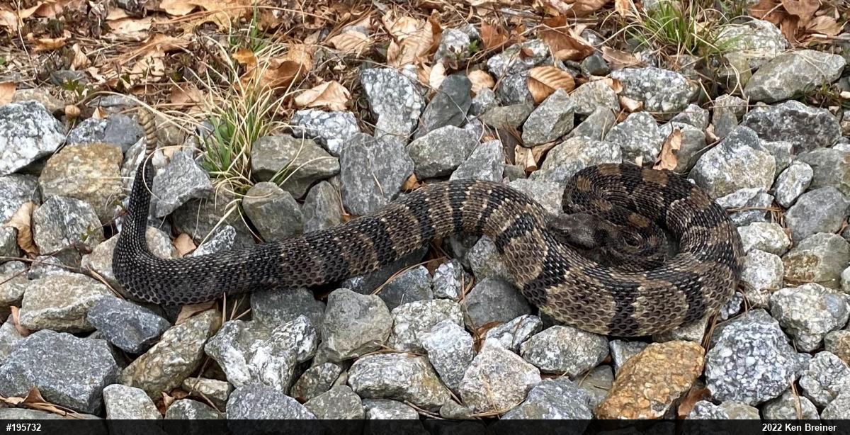 Timber Rattlesnake