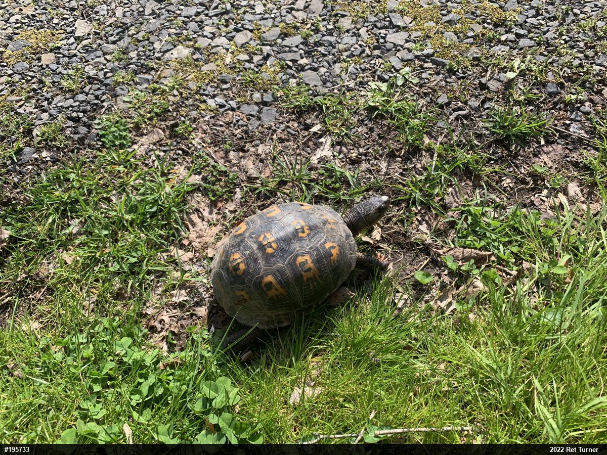 Eastern Box Turtle