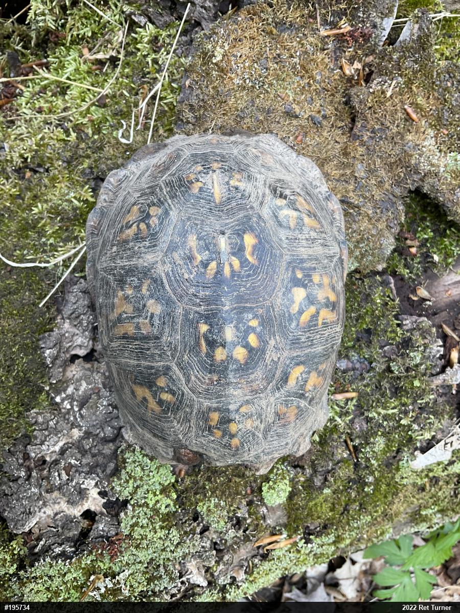 Eastern Box Turtle