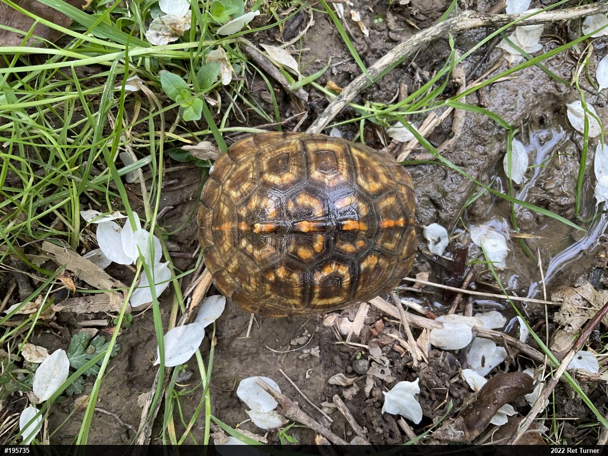 Eastern Box Turtle